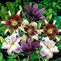 Mysterious Blend Asiatic Lily Mix - 6 Bulbs