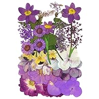 Natural Dried Flowers Mixed Multi-Color Pressed Flower Mini Rose Hydrangea Daisy for Art Craft DIY Resin Nail Art Floral Decors (Purple)