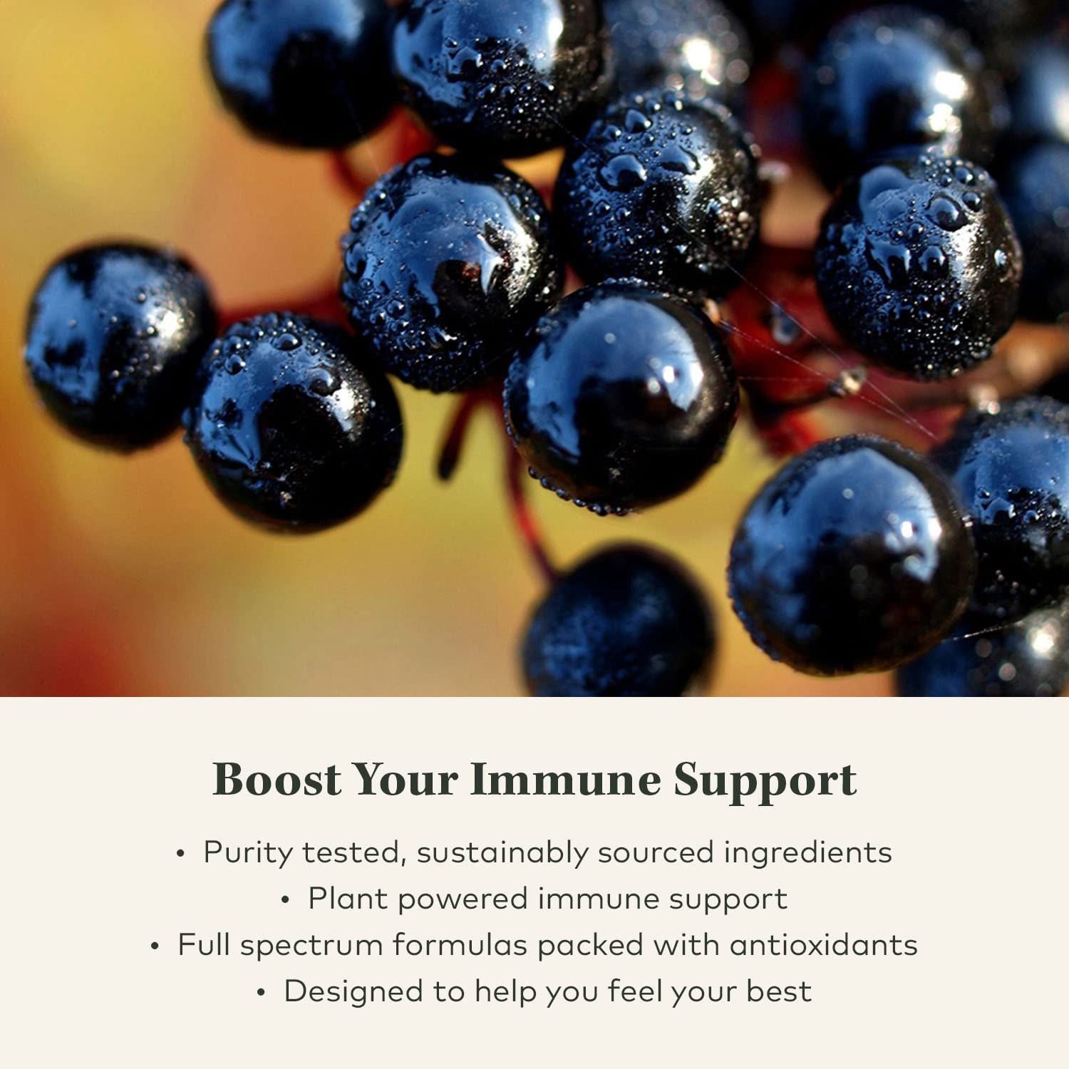 Gaia Herbs Black Elderberry Syrup - Daily Immune Support with Antioxidants, Organic Sambucus Elderberry Supplement, 5.4 Fl Oz