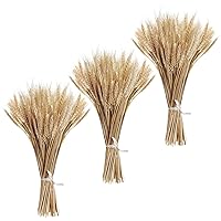 300PCS Dried Wheat Stalks for Decor 16