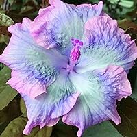 Blue Pink Purple Hibiscus Seeds Perennial Deer Resistant Attracts Butterflies & Hummingbirds Low Maintenance Beds Borders Patio Containers Outdoor 20Pcs Flower Seeds by YEGAOL Garden