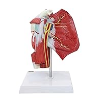 Muscled Shoulder Joint Model – Shows Complete Shoulder Musculature from Rotator Cuff to Subscapular Muscles – Includes Base, Product Manual, Made by Axis Scientific