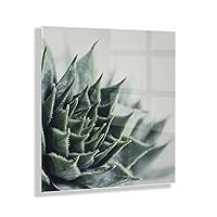 Radical Succulent Floating Acrylic Art by Emiko and Mark Franzen of F2Images, 23x23, Decorative Unique Succulent Art for Wall