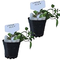 Spearmint Plants. Live, Fragrant, Fresh, Edible. Easy Grow. Indoor/Outdoor. (2 Mint Cups)