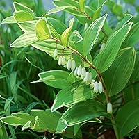 New Fresh White Polygonatum Seeds for Planting - Stunning Solomon's Seal Weeping Flowers and Fruit Bearing