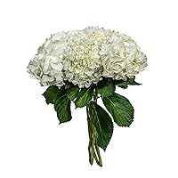 KaBloom PRIME NEXT DAY DELIVERY - Pronto Collection : 6 Super Select White Hydrangeas Natural Gift for Birthday, Anniversary, Mother’s Day Fresh Flowers