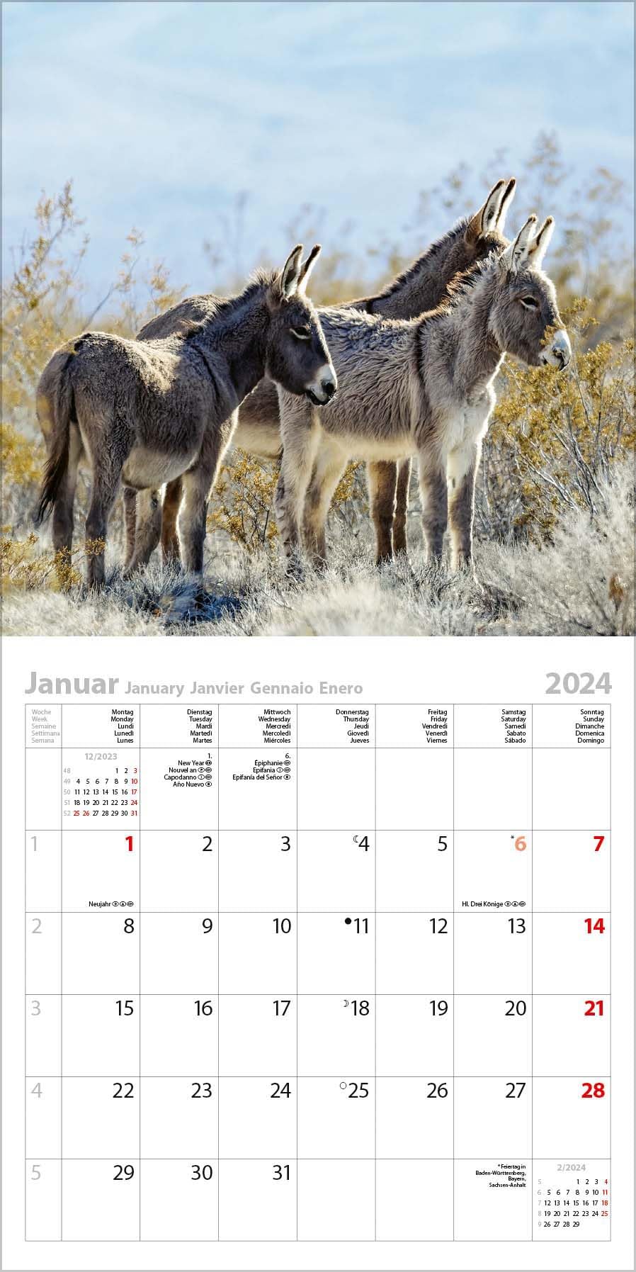 Esel 2024: Broschürenkalender mit Ferienterminen und Bildern von süßen Eseln. 30 x 30 cm