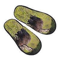 Moose Women'S Winter Plush Home Slippers, Mute Cotton Slippers Flat Slippers Indoor/Outdoor Non-Slip Soles Medium