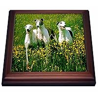 3dRose Greyhound Trivet with Ceramic Tile, 8 by 8