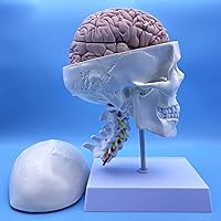 Human Skull and Brain with Cervical Vertebra Anatomy Model, Life Size Anatomical Model for Science Classroom Study Display Teaching Model