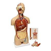 MonMed Human Torso Model – Life Size Human Body Model Anatomy Doll with Removable Organs 3D Human Organ Model