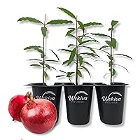 Parfyanka Pomegranate Tree - 3 Live Tissue Culture Starter Plants - Edible Fruit Bearing Tree for The Patio and Garden