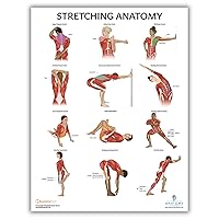 Stretching Anatomy Poster, LAMINATED, Anatomy and Physiology Poster, Fitness Poster, 17.3 x 22.5 Inches, Physical Education Poster, Stretching Exercise Chart, Workout Poster, Made by Anatomy Lab