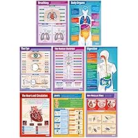 Daydream Education Elementary Anatomy Poster Pack - Set of 8 | Science Posters | Gloss Paper measuring 33” x 23.5” | STEM Charts for the Classroom | Education Charts