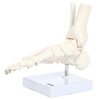 Axis Scientific Life-Size Human Skeletal Foot Model with Ankle - Foot Bones & Joints Articulated with Wire - Includes a Sturdy Base for Display