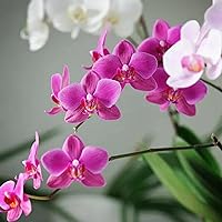 CHUXAY GARDEN Mix Orchid Flower Seed 40 Seeds Rare Colorful Orchid Striking Landscaping Plant Grows in Garden and Pots Eye-catching Decoration