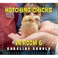 Hatching Chicks in Room 6 (Life Cycles in Room 6) Hatching Chicks in Room 6 (Life Cycles in Room 6) Paperback Kindle Hardcover