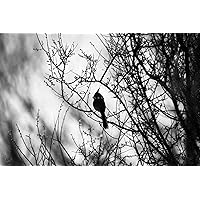 Bird Photography Print (Not Framed) Black and White Picture of Pyrrhuloxia Desert Cardinal on Tree Branch Along San Pedro River in Arizona Wildlife Wall Art Nature Decor (5