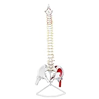 Vision Scientific VAV209 Life Size Spinal Column | W Muscle Occipital Bone, Sacrum Coccyx | 24 Vertebrae with Soft Disc | Pelvic Bones, Femur Head, Arteries, and Nerve Endings | W Manual