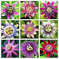 Passionfruit Mix 50+ Seeds Flowers Easy to Grow Planting