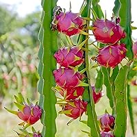 150 Rare Red Dragon Fruit (Pitaya) Seeds - Thanh Long RUỘT ĐỎ - Hylocereus Costaricensis Non-GMO | Organic | Heirloom