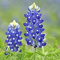 1000+ Texas Bluebonnet Premium Seeds - Wonderful Gardenning Gift for Planting a Beautiful Flower Garden; Non-GMO Heirloom Seeds