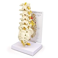 5-Piece Vertebrae Model with Sacrum, Spine Model for Human Anatomy and Physiology Education, Anatomy Model for Doctor's Offices and Classrooms, Medical Learning Resources