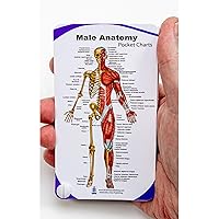 Blue Tree Publishing Male Anatomy Pocket Chart