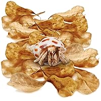 SunGrow 50 Pcs Hermit Crab Catappa Indian Almond Leaves, 2 inches Long, Mini Dried Leaves for Added Humidity, Delicious Crab Treat and Source of Cellulose