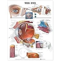 The Eye Anatomical Chart
