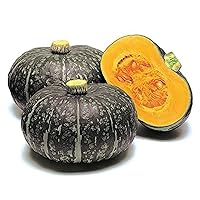 CHUXAY GARDEN Kabocha- Winter Squash, Japanese Pumpkin 20 Seeds Edible Pumpkin Seeds Easily Grow