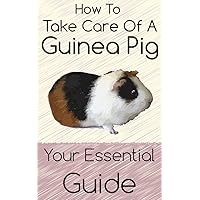 How to Take Care of A Guinea Pig: Your Essential Guide