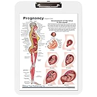 Pregnancy Dry Erase Clipboard,Pregnancy and Birth Anatomy - Anatomical Chart of Pregnant Female - 9