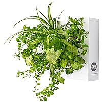 Hang.Oasi.Home - Indoor Vertical Garden, Contains 1 White Planter Unit, Design Your Own Living Wall With Vertical Gardening Planters, Use Indoors, Holds 6 Plants