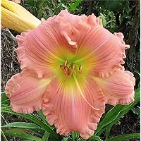Coral Pink Daylily - Bare Root Plant