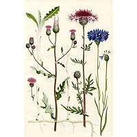 Wildflowers 1 Creeping Thistle 1a Creeping Root and underground stems of the Creeping Thistle 3 Greater Knapweed 3 Corn Bluebottle Poster Print by Hilary Jane Morgan Design Pics (11 x 17)
