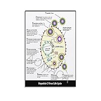 Hepatitis C Virus Life Cycle Poster Diet for Viral Hepatitis Tips to Avoid Liver Damage From Poster Canvas Painting Wall Art Poster for Bedroom Living Room Decor 08x12inch(20x30cm) Unframe-style