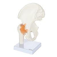 Axis Scientific Life Size Human Hip Bone Anatomy Pelvis Model with Flexible Ligaments and Bony Landmarks – Realistic Design, Includes Base and Product Manual