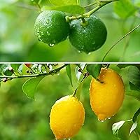 Lemon Tree Seeds and Lime Seeds for Planting- Non-GMO Heirloom and Organic, High Survival Rate Fruit for Home Garden (Lemon Seeds)