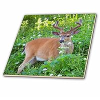 3dRose Columbia Black-Tailed Deer in Velvet, Hurricane Ridge, Olympic NP. Wa. - Ceramic Tile, 6-Inch (ct_205977_2)