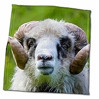 3dRose Danita Delimont - Sheep - Sheep on The Faroe Islands, Denmark - Towels (twl-313104-3)