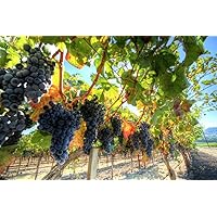Grapes on the Vine Photo Photograph Cool Wall Decor Art Print Poster 36x24