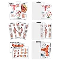 Female Anatomy, Pregnancy and Birth, Female Reproductive Chart with Insert clipboard