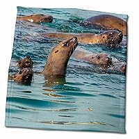 3dRose Steller sea Lions Swimming Close, Curious About Humans. - Towels (twl-380628-3)