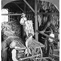 Kentucky Tobacco Shed Nhanging Tobacco In Shed For Curing At Lexington Kentucky Stereograph C1900 Poster Print by (24 x 36)