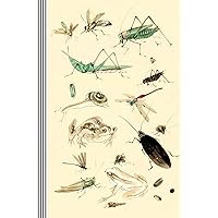 Insects Illustrations Journal Entomology Biology: Bugs Asian Japanese Drawing 19th Century Vintage Art Journal Artsy Gift Composition Notebook, Lined Paper, 150 Pages, 6
