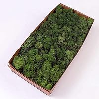 Sukh Preserved Moss - 3.5 OZ Moss for Crafts Faux Moss Decor
