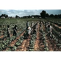 Tobacco Plantation 1940 Nafrican American Laborers At Work In A Field At The Bayou Bourbeau Farmstead Association In Natchitoches Louisiana Photograph By Marion Post Wolcott 1940 Poster Print by (24
