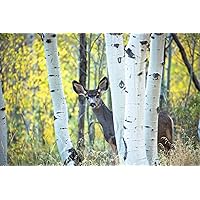 Wildlife Photography Print (Not Framed) Picture of Mule Deer Hiding Behind Aspen Trees on Autumn Day at Maroon Bells Colorado Animal Wall Art Rocky Mountain Decor (5