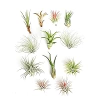 Shop Succulents | Assorted Collection of Tropical Tillandsia Air Plant Kit, Hand Selected Variety Pack | Collection of 12